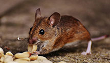 24 Hour & Emergency Exterminators in Clear Creek, WV